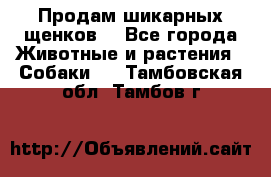 Продам шикарных щенков  - Все города Животные и растения » Собаки   . Тамбовская обл.,Тамбов г.